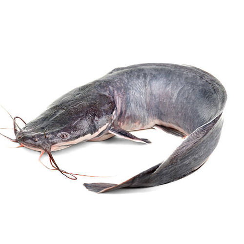 Frozen Catfish - Head-On