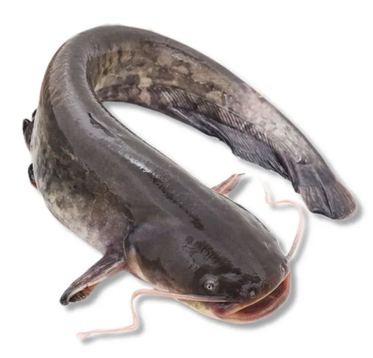 Frozen Catfish - Head-On