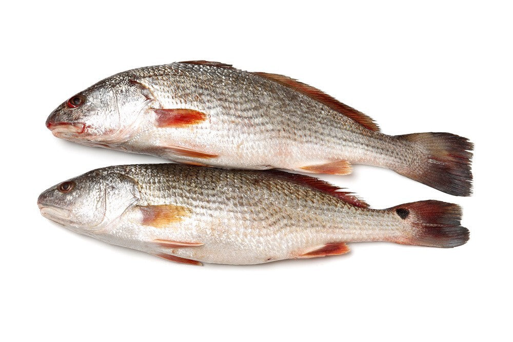 Croaker Fish - Head-On