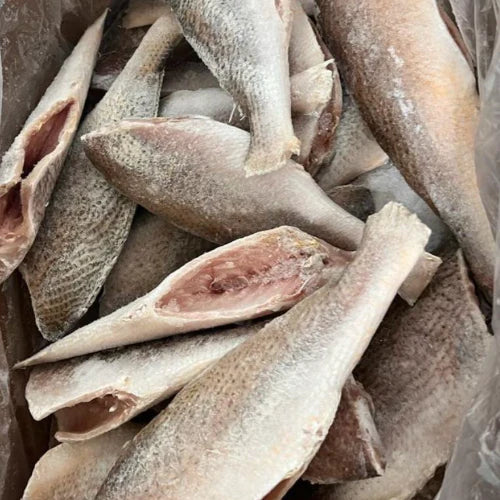 Croaker Fish - Head-Off