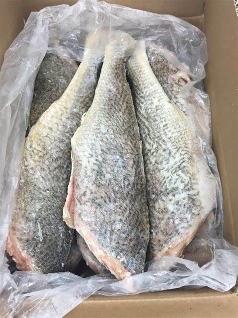 Croaker Fish - Head-Off