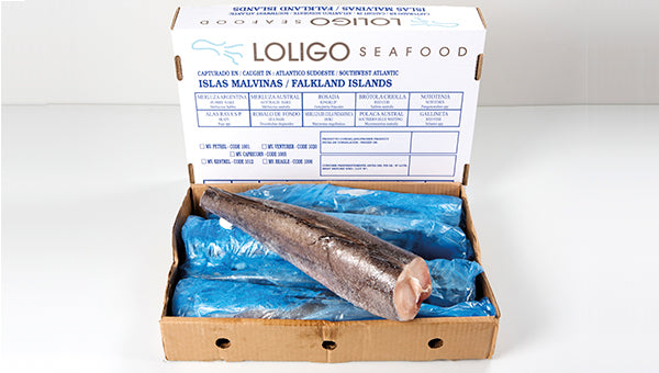 Frozen Hake / Whiting / Panla / Merluza Fish - Head-Off