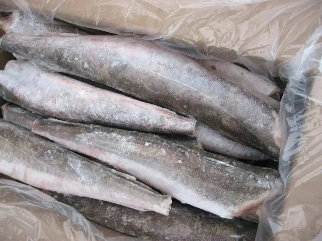 Frozen Hake / Whiting / Panla / Merluza Fish - Head-Off