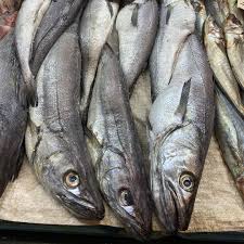 Hake / Panla / Merluza Fish (Head-On)