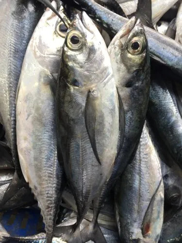 Horse Mackerel / Kote / Shiny / Thomson Fish