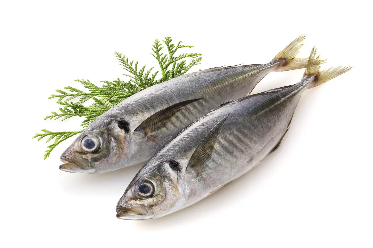 Horse Mackerel / Kote / Shiny / Thomson Fish
