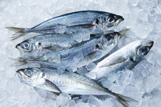 Horse Mackerel / Kote / Shiny / Thomson Fish