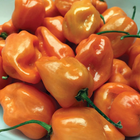 Habanero Pepper - Orange