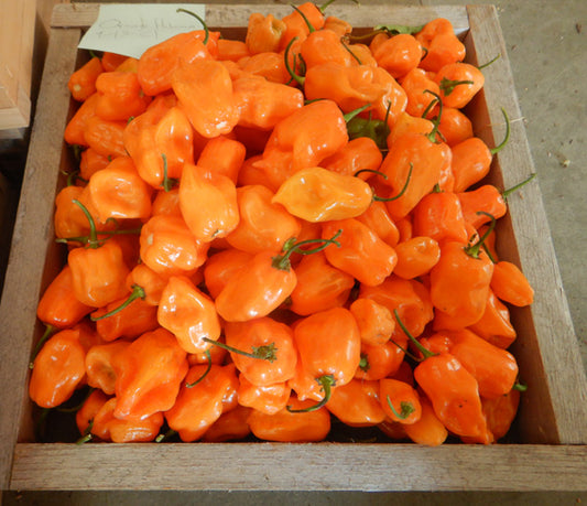 Habanero Pepper - Orange