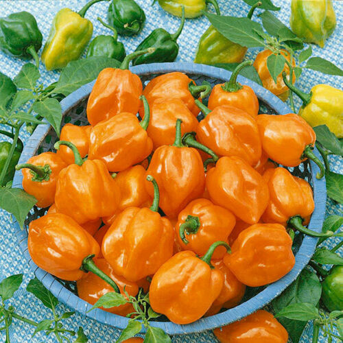 Habanero Pepper - Orange