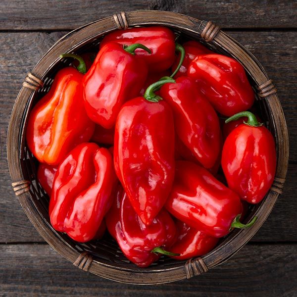 Habanero Pepper - Red
