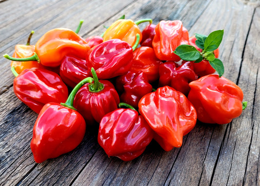 Habanero Pepper - Red