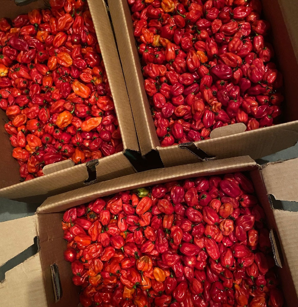 Habanero Pepper - Red