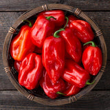 Habanero Pepper - Red