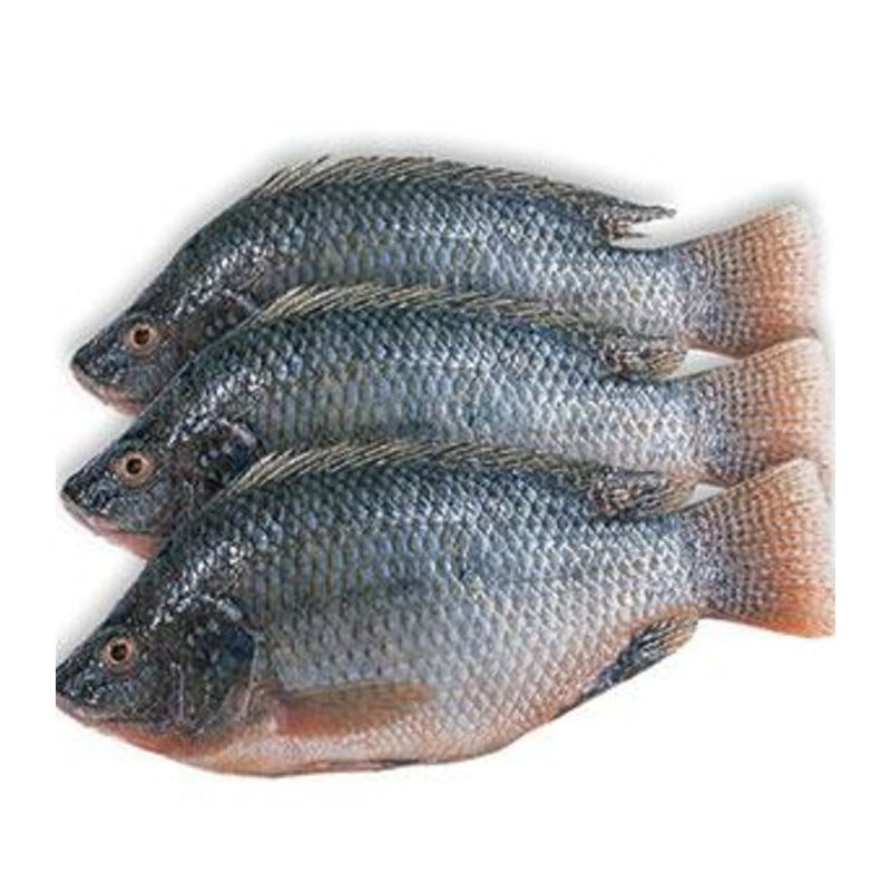 Frozen Tilapia Fish - Farmed