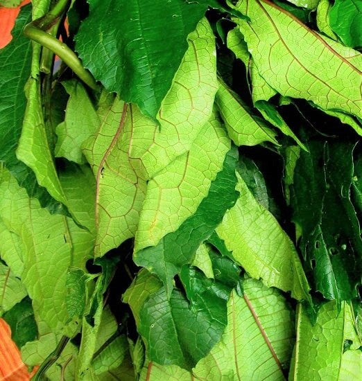 Ugu | Fluted Pumpkin | Okongobong Leaves