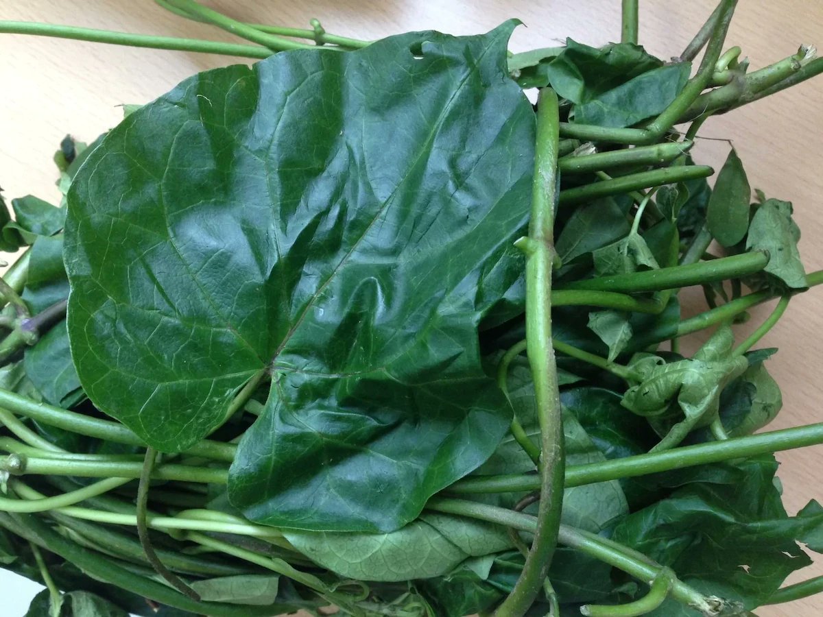 Dried Utazi Leaves