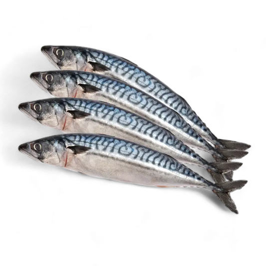 Frozen Mackerel / Titus / Scumbia Fish