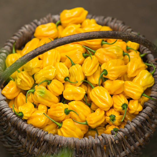 Habanero Pepper – Yellow
