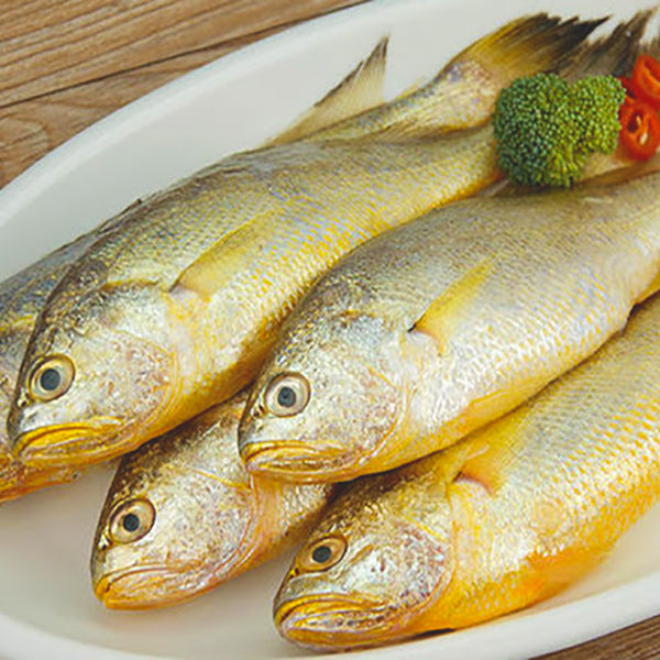 Frozen Yellow Croaker Fish (Head-On)