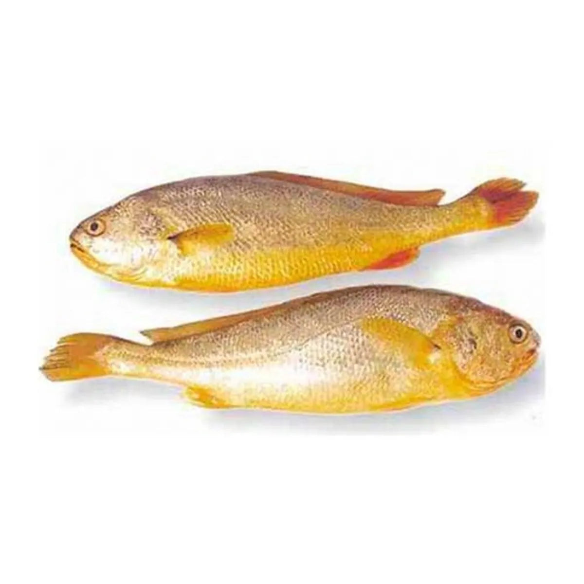 Frozen Yellow Croaker Fish (Head-On)