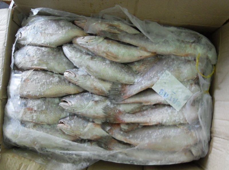 Croaker Fish - Head-On