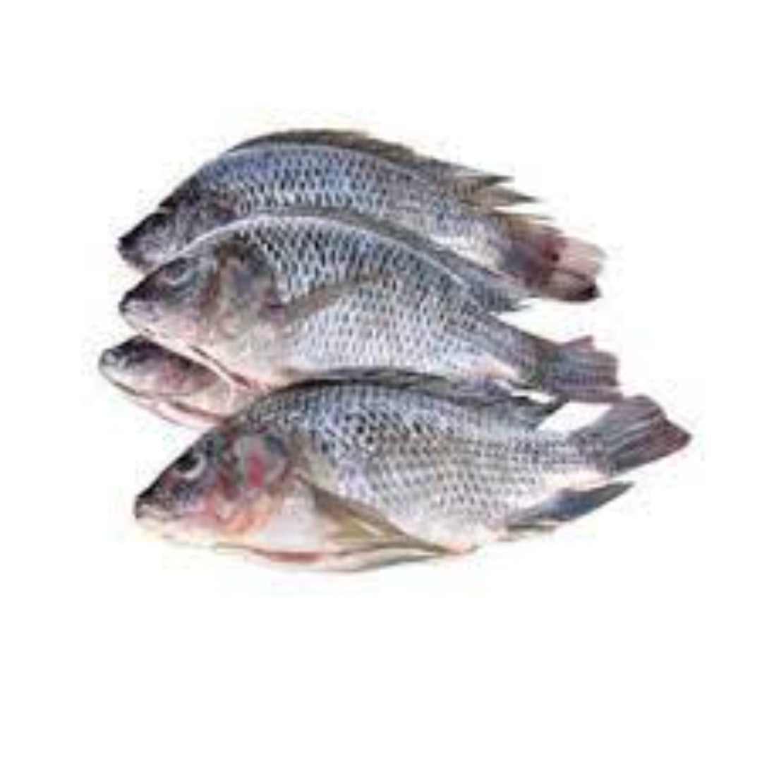 Frozen Tilapia / Koobi Fish - Wild Caught