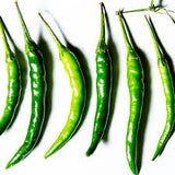 Finger Chilli Pepper