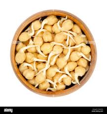 Sprouted Chickpea