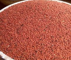Sorghum (Dawa / Guinea Corn)