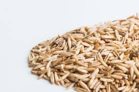 Oat – Hulless Oat