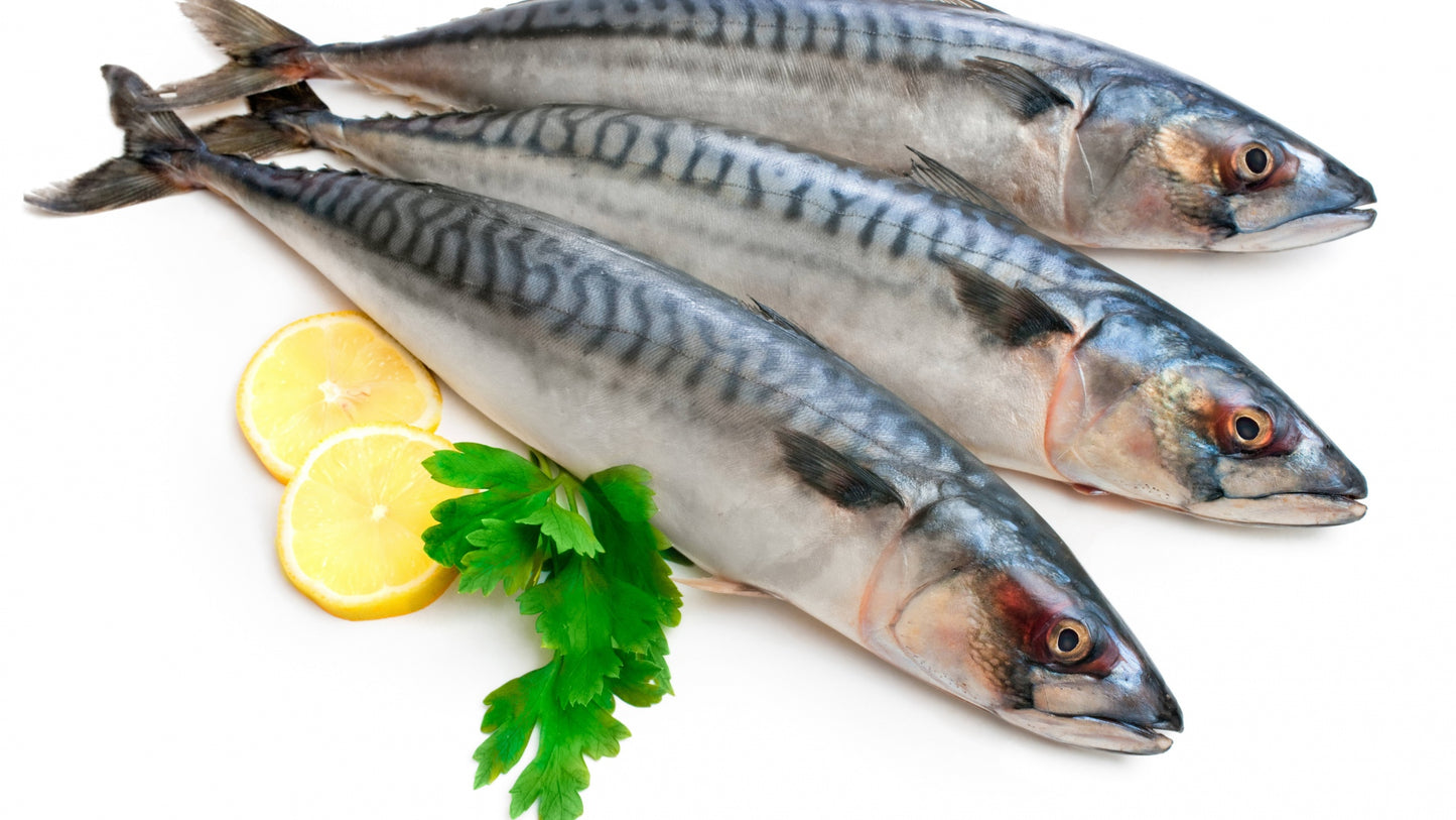Frozen Mackerel / Titus / Scumbia Fish