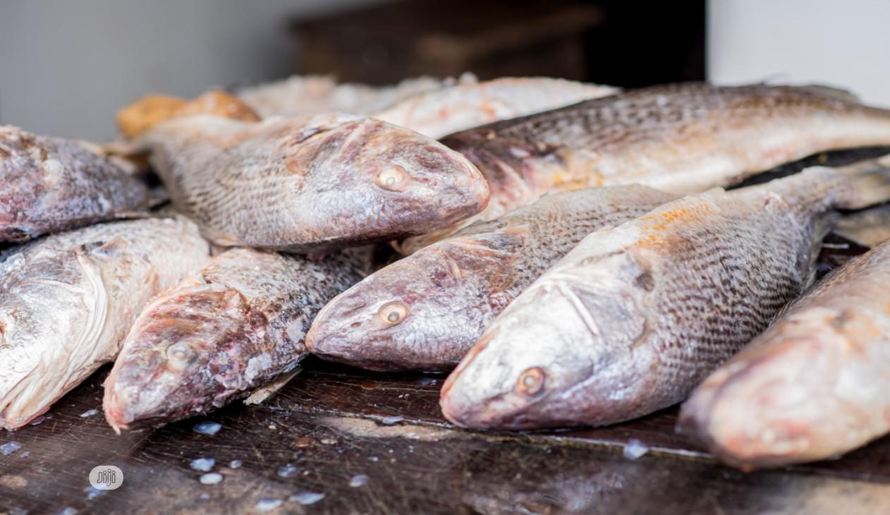 Croaker Fish - Head-On