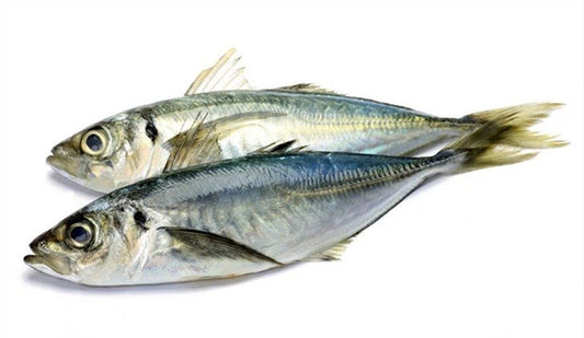 Horse Mackerel / Kote / Shiny / Thomson Fish