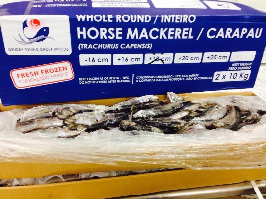 Horse Mackerel / Kote / Shiny / Thomson Fish