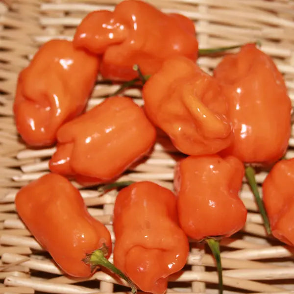 Habanero Pepper - Orange