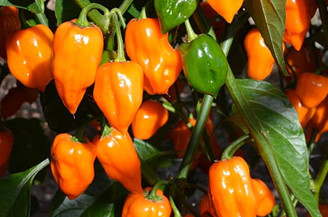 Habanero Pepper - Orange