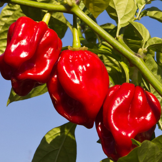 Habanero Pepper - Red