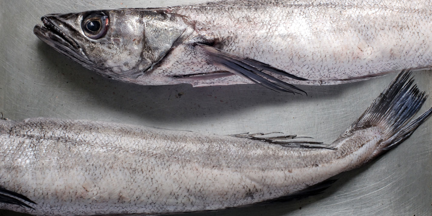 Hake / Panla / Merluza Fish (Head-On)
