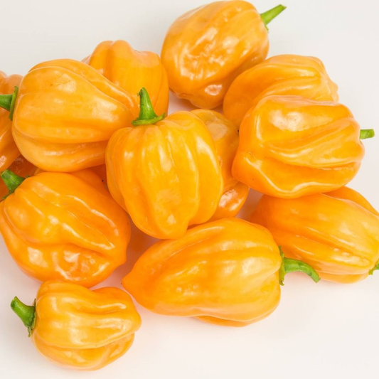 Habanero Pepper – Yellow