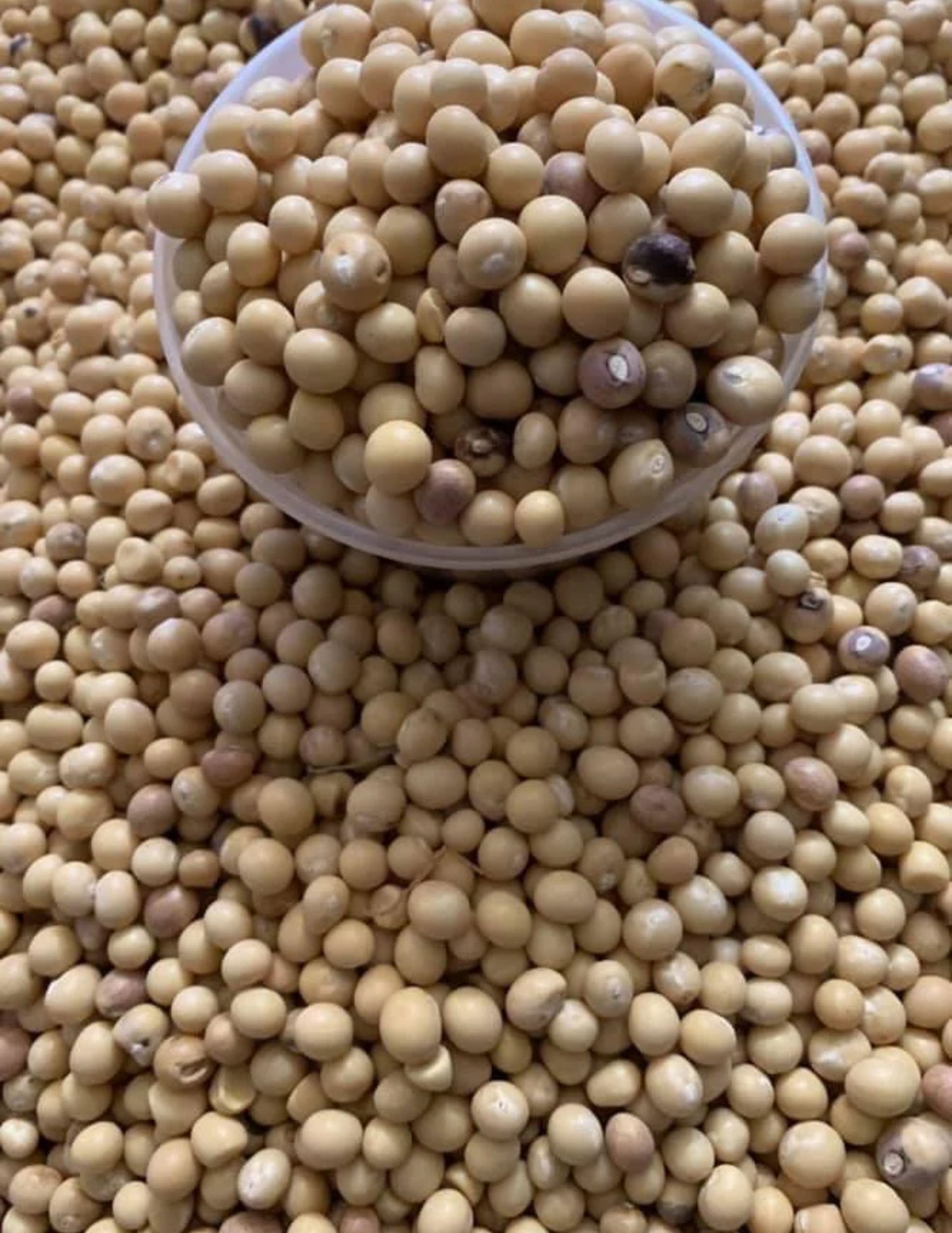 Bambara  Beans / Groundnut  [Jugo / Congo / Njugu Mawe] - 3Lbs