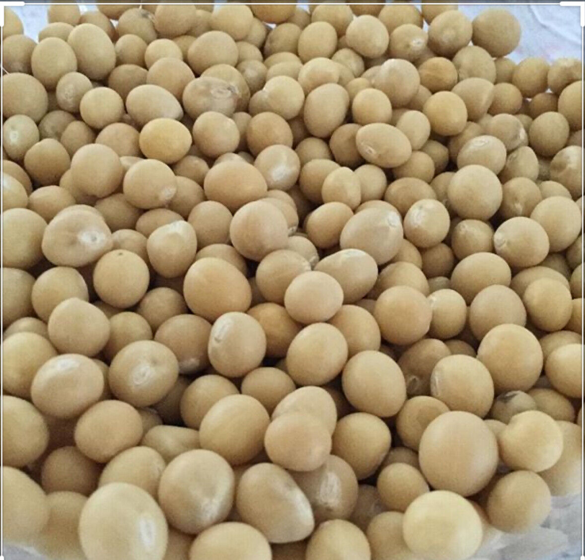 Bambara  Beans / Groundnut  [Jugo / Congo / Njugu Mawe] - 3Lbs