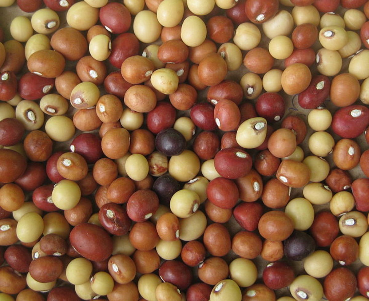 Bambara  Beans / Groundnut  [Jugo / Congo / Njugu Mawe] - 3Lbs