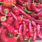 Crimson Pepper | Shombo
