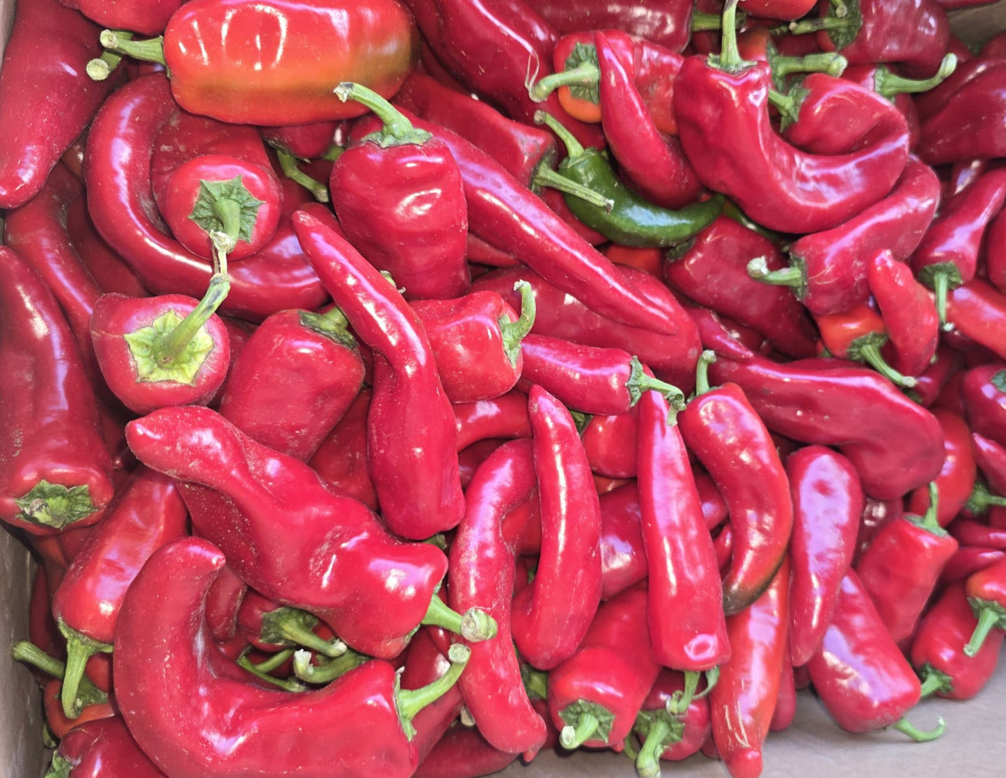 Crimson Pepper | Shombo