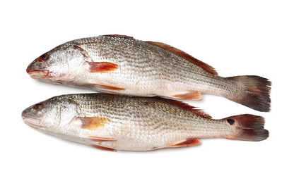 Croaker Fish - Head-On