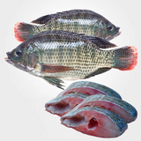 Frozen Tilapia / Koobi Fish - Wild Caught