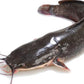 Frozen Catfish - Head-On
