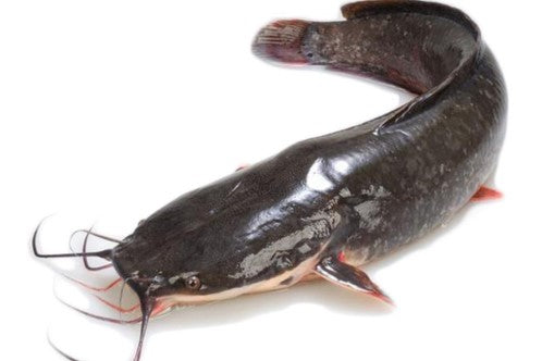 Frozen Catfish - Head-On