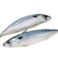 Frozen Mackerel  / Titus / Scumbia Fish / Ghanian Salmon